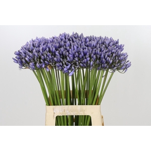 Agapanthus 'Lavender Surprise'