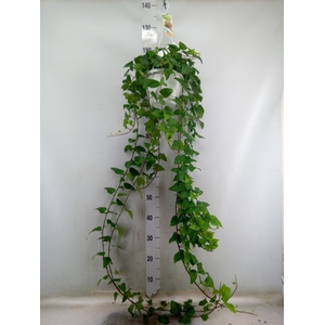 Hedera helix 'Mein Herz'