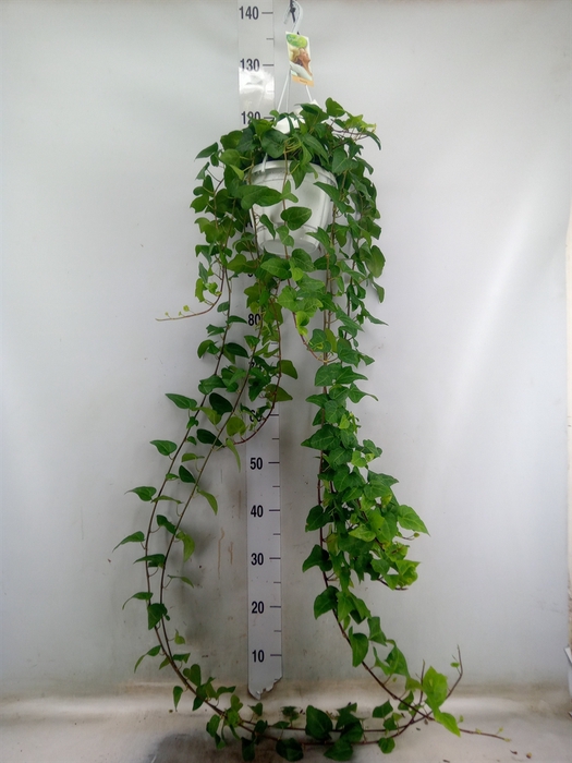 <h4>Hedera helix 'Mein Herz'</h4>