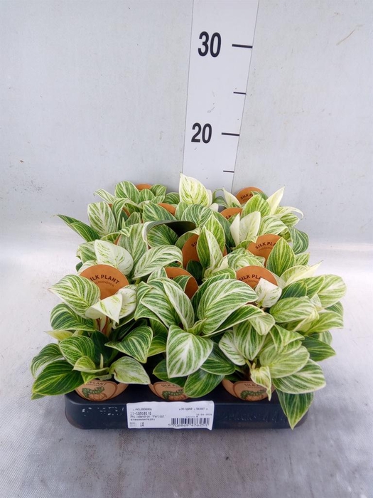 <h4>Philodendron ...</h4>