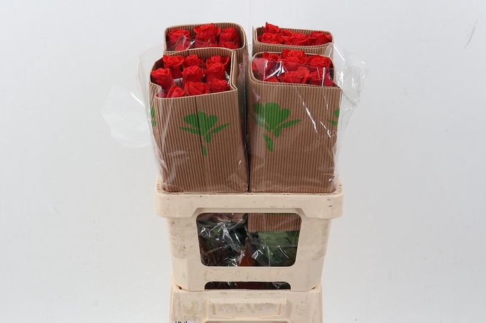 <h4>R Gr Nina Box Fu</h4>