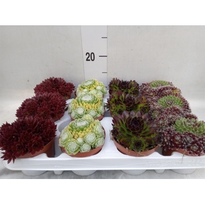 Sempervivum   ...