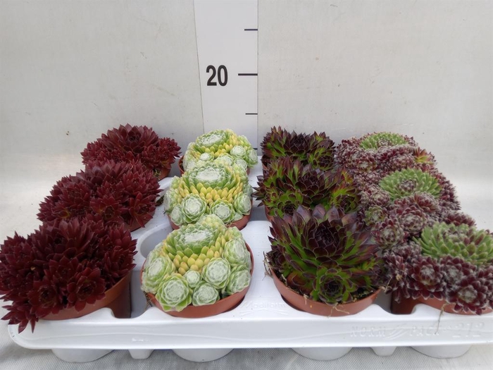 <h4>Sempervivum   ...</h4>