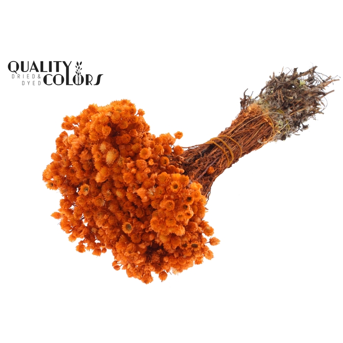 <h4>Immortelle per bunch Orange</h4>