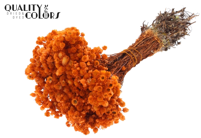 Immortelle per bunch Orange