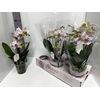 Phalaenopsis Boho Love White 12Ø 45cm 2st 15fl