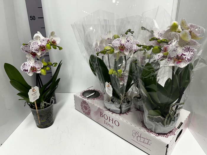 Phalaenopsis Boho Love White 12Ø 45cm 2st 15fl