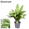 Aglaonema overig