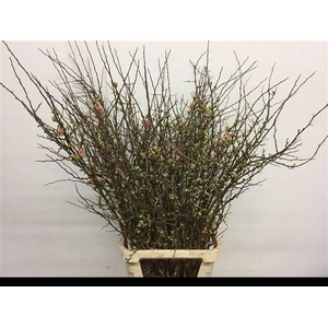 CHAENOMELES JAPONICA