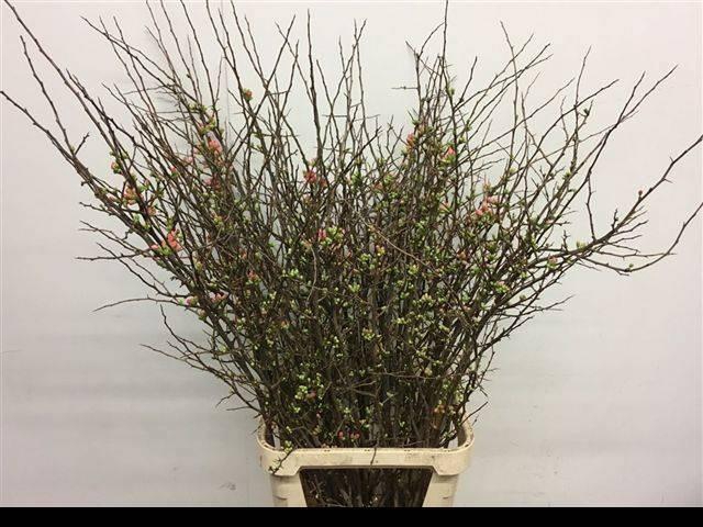 <h4>CHAENOMELES JAPONICA</h4>