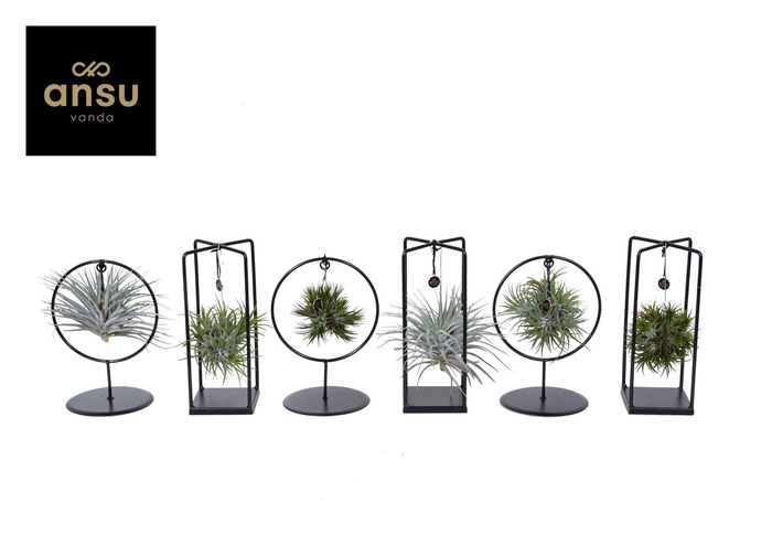 <h4>Tillandsia Cube/Ring mix (Small)</h4>