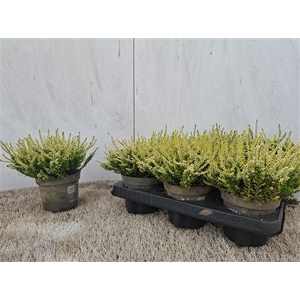 Callu Bl Anouk