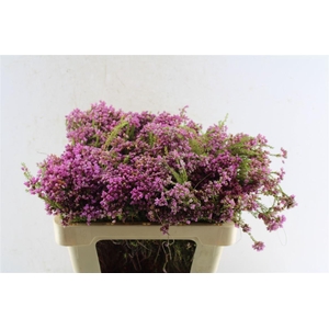 Kaaps Erica Cubica