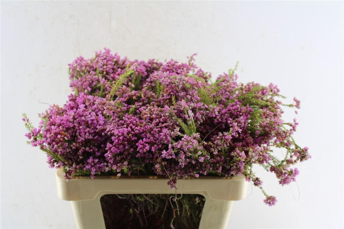 <h4>Kaaps Erica Cubica</h4>