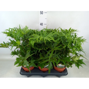 Doryopteris pedata