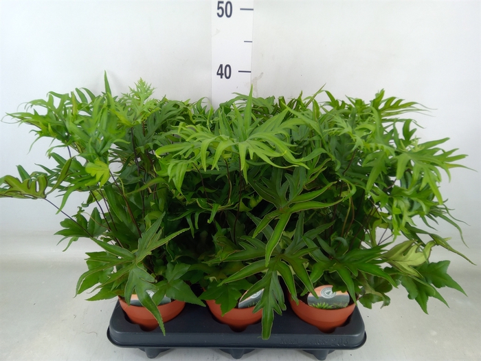 <h4>Doryopteris pedata</h4>