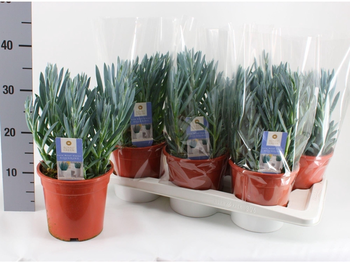 Curio Fic Mt Everest