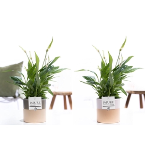 Spathiphyllum Korto in P&PURE Tess ceramics ass. 2