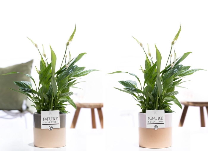 <h4>Spathiphyllum Korto in P&PURE Tess ceramics ass. 2</h4>