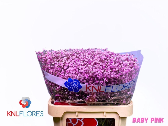 <h4>Gyps Klb H% Baby Pink</h4>