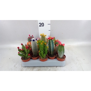 Cactus   ...decorated
