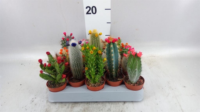 <h4>Cactus   ...decorated</h4>