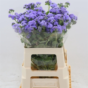 Ageratum Blue Horizon