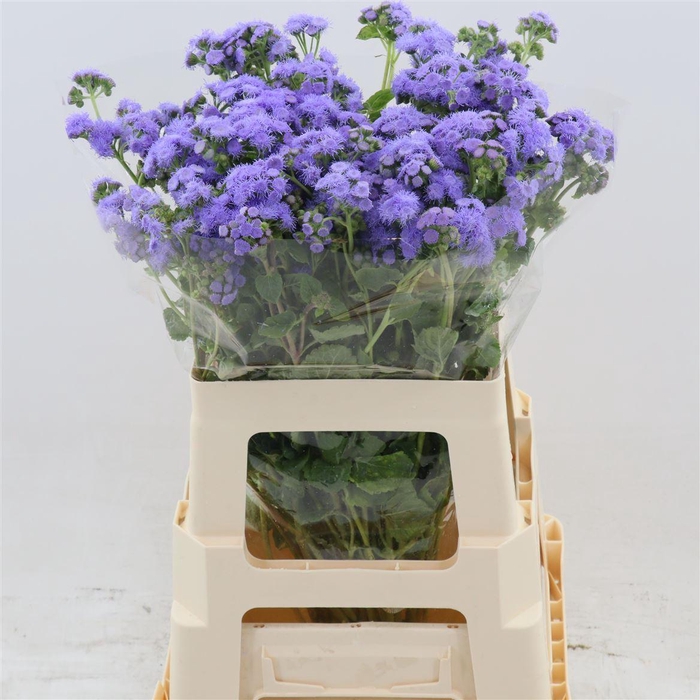<h4>Ageratum Blue Horizon</h4>