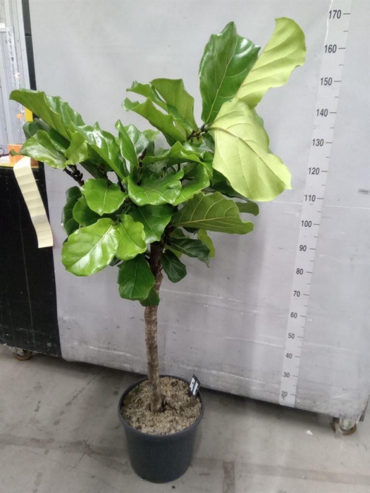 <h4>Ficus lyrata</h4>