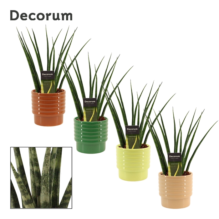 <h4>Sansevieria fernwood 12 cm in Naemi (Natural bubble-collection)</h4>