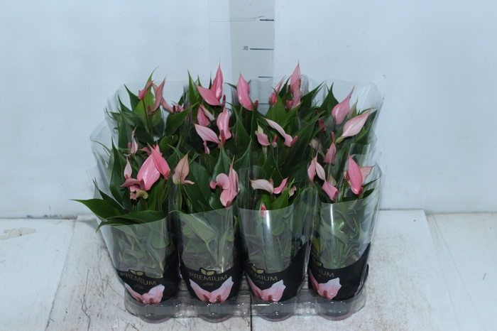 <h4>ANTHURIUM LILLI P09 PREMIUM</h4>