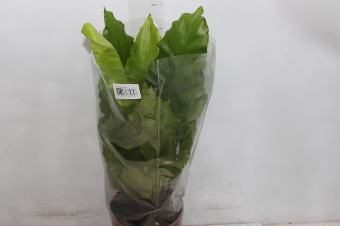 <h4>ASPLENIUM NIDUS P17</h4>