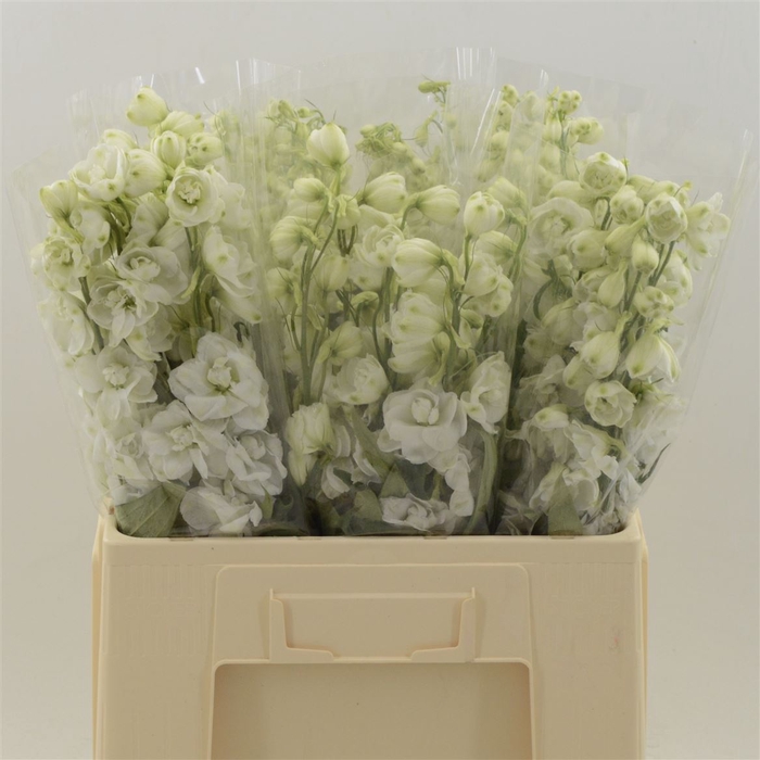 <h4>Delphinium Snow White</h4>