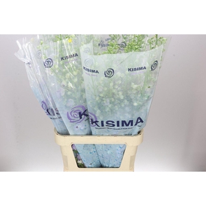 Delph El Fountain Lavender