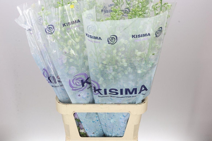 <h4>Delph El Fountain Lavender</h4>