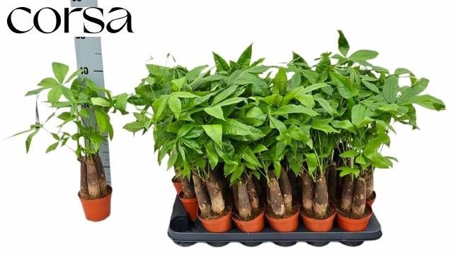<h4>PACHIRA AQUATICA</h4>