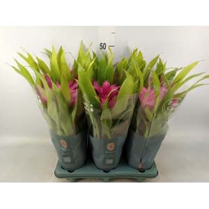Guzmania  'Deseo Pink'