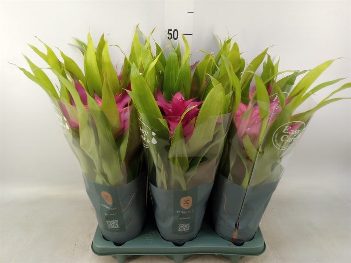 <h4>Guzmania  'Deseo Pink'</h4>