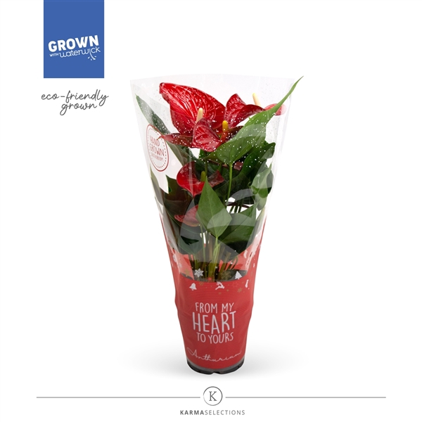 <h4>Anthurium Andreanum Grp Baby Red Imp</h4>