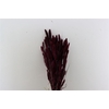Dried Setaria X5 Bordeaux Bunch