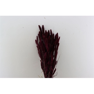 Dried Setaria X5 Bordeaux Bunch