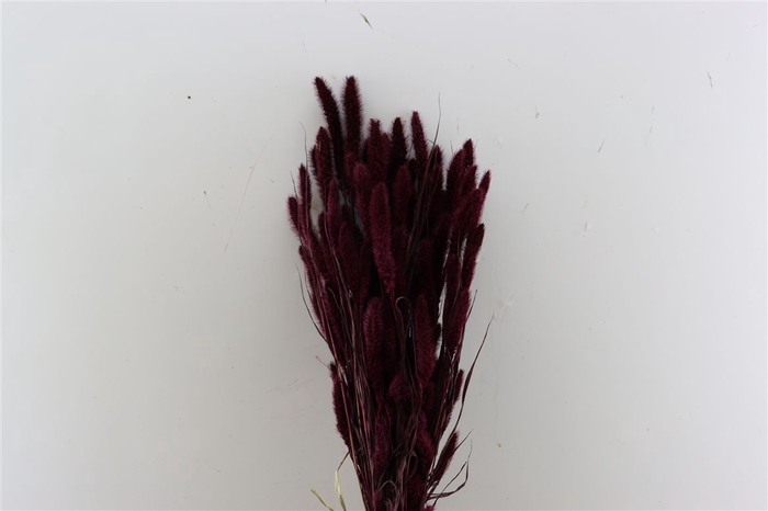 <h4>Dried Setaria X5 Bordeaux Bunch</h4>