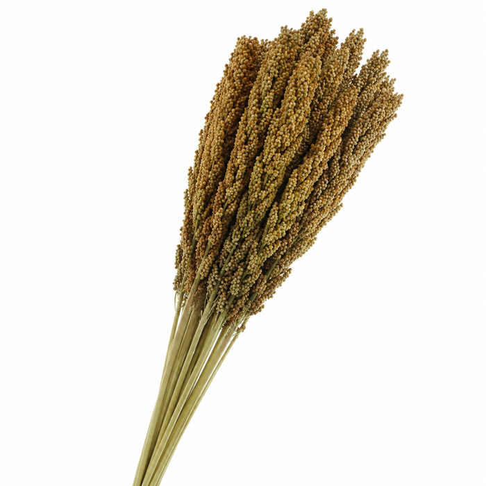 <h4>Dried Sorghum Natural</h4>