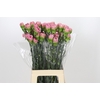 Dianthus St Lege Pink