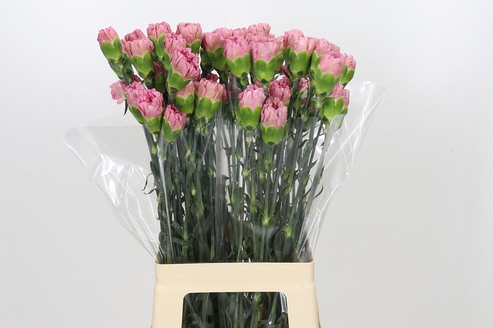 Dianthus St Lege Pink