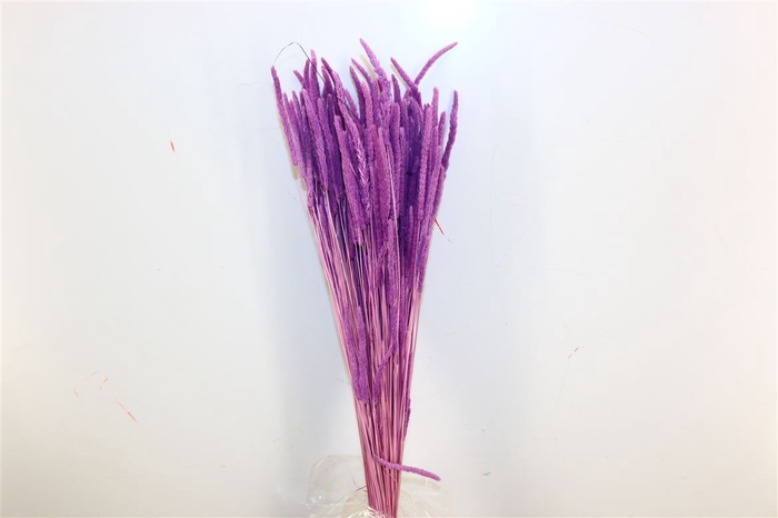 <h4>Dried Phleum Milka Bunch</h4>