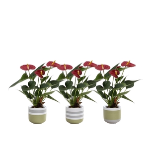 Anthurium 7 cm Diamond Red in Alice ceramics