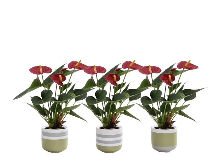<h4>Anthurium 7 cm Diamond Red in Alice ceramics</h4>