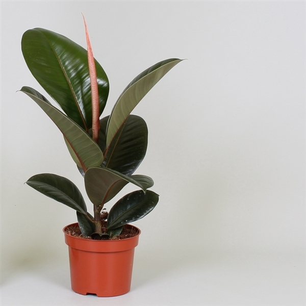 <h4>Ficus elastica 'Robusta'</h4>