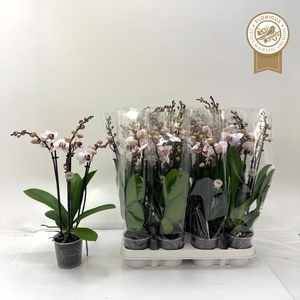 PHAL RED LIPS